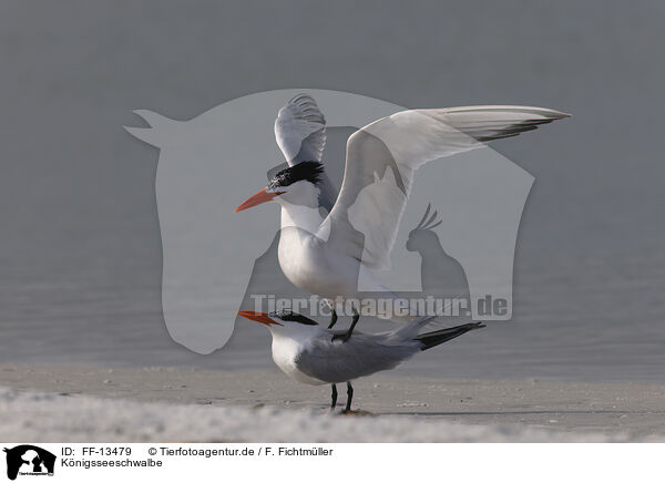 Knigsseeschwalbe / royal tern / FF-13479
