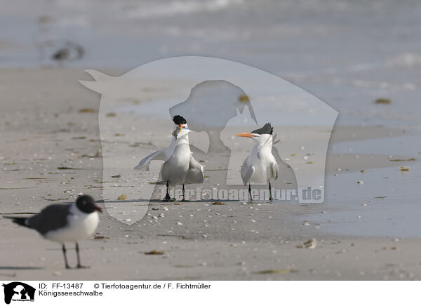 Knigsseeschwalbe / royal tern / FF-13487