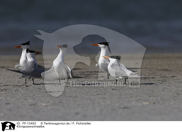 Knigsseeschwalbe / royal tern / FF-13493