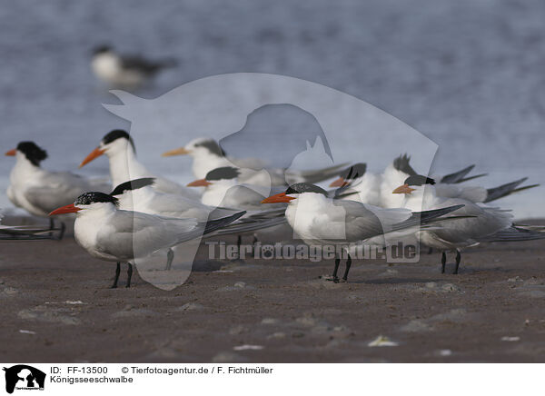 Knigsseeschwalbe / royal tern / FF-13500