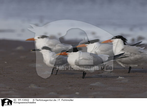 Knigsseeschwalbe / royal tern / FF-13502