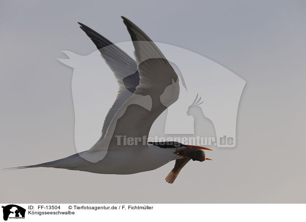 Knigsseeschwalbe / royal tern / FF-13504