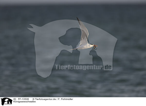 Knigsseeschwalbe / royal tern / FF-13506