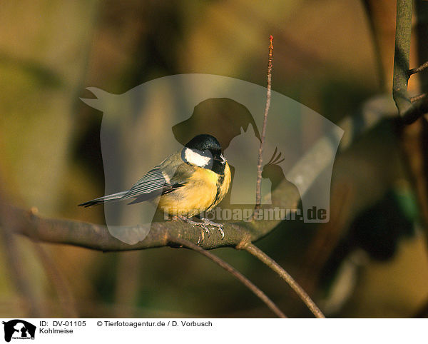 Kohlmeise / tit / DV-01105