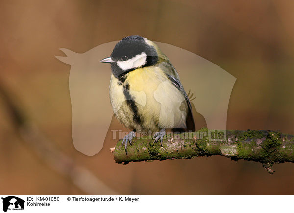 Kohlmeise / great tit / KM-01050