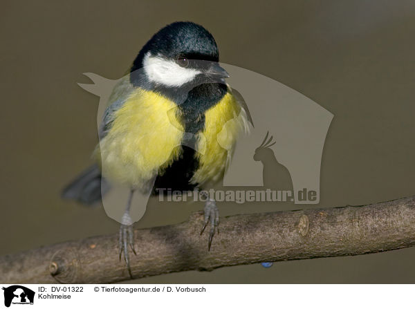 Kohlmeise / great tit / DV-01322