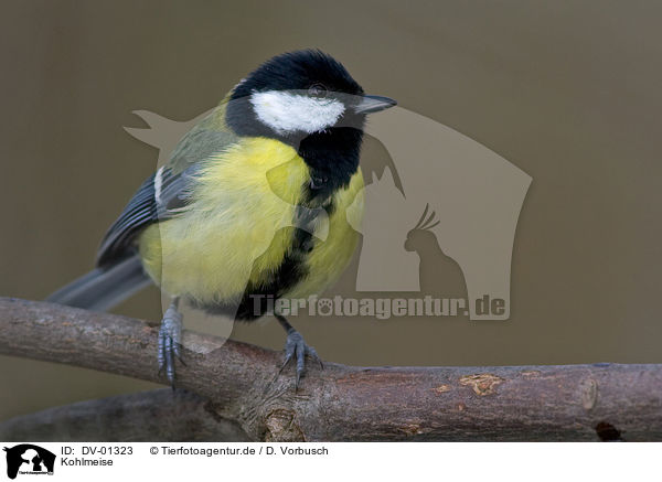 Kohlmeise / great tit / DV-01323