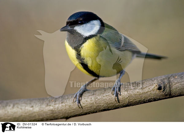 Kohlmeise / great tit / DV-01324