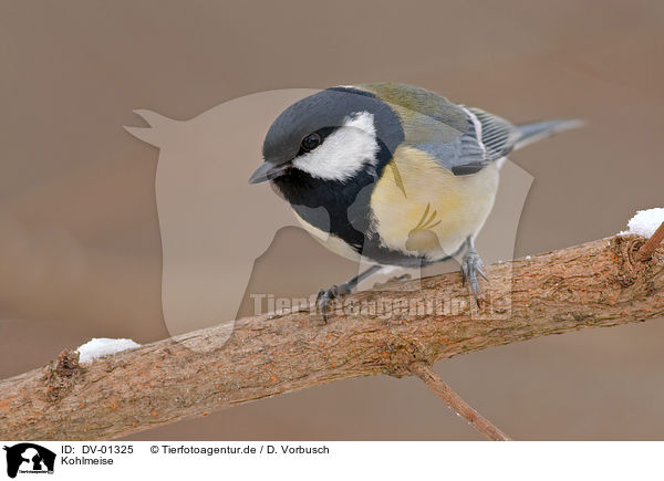 Kohlmeise / great tit / DV-01325