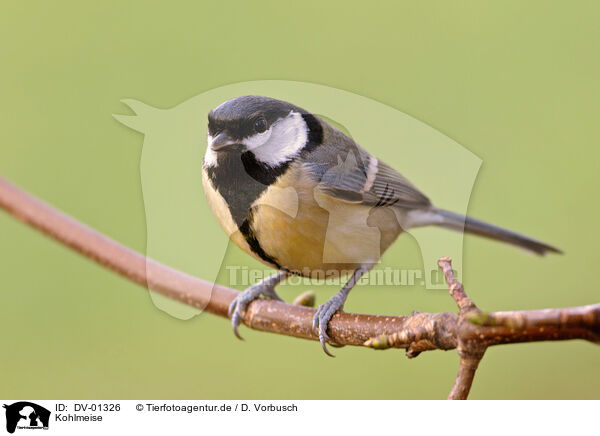 Kohlmeise / great tit / DV-01326
