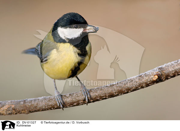 Kohlmeise / great tit / DV-01327