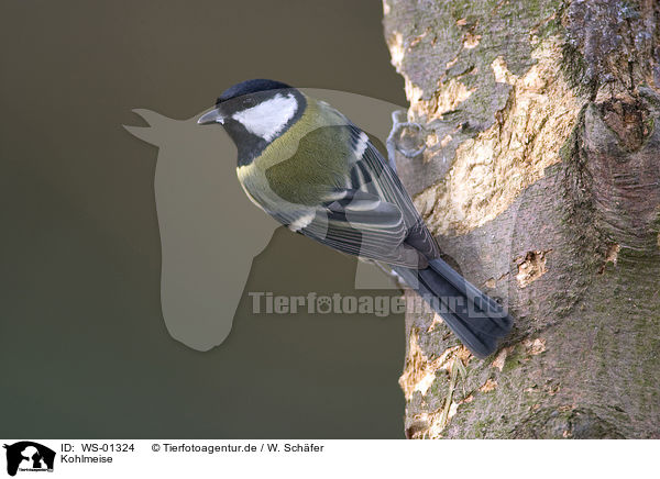 Kohlmeise / great tit / WS-01324