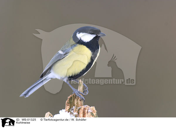 Kohlmeise / great tit / WS-01325