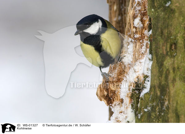 Kohlmeise / great tit / WS-01327