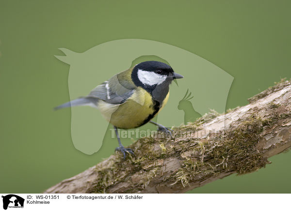 Kohlmeise / great tit / WS-01351