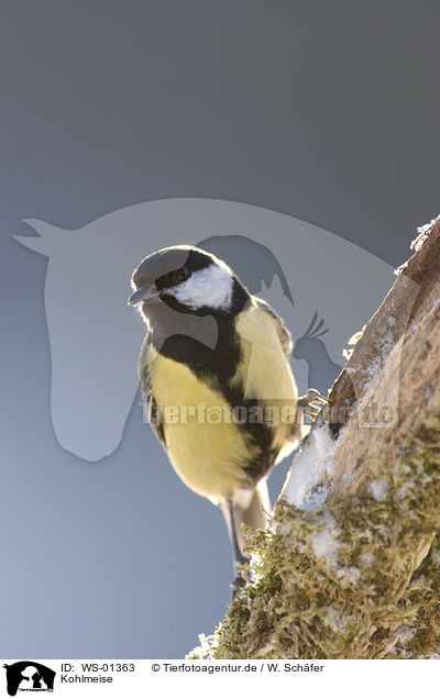 Kohlmeise / great tit / WS-01363