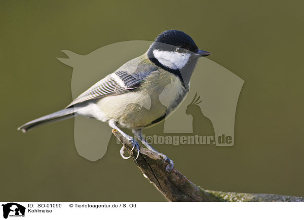 Kohlmeise / great tit / SO-01090