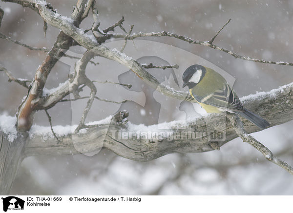 Kohlmeise / great tit / THA-01669