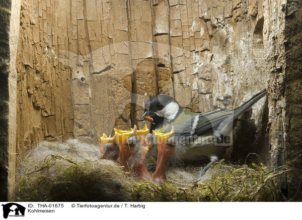 Kohlmeisen / great tits / THA-01675