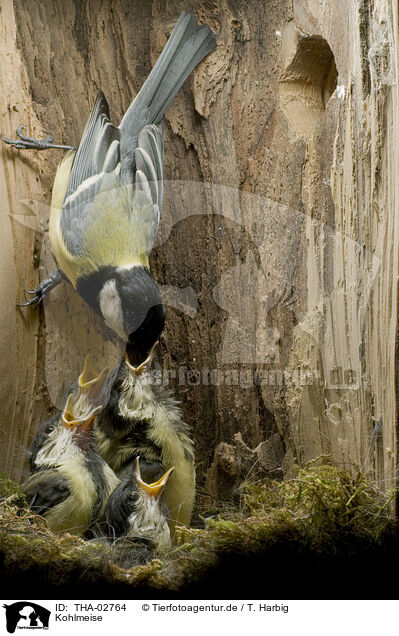 Kohlmeise / great tit / THA-02764