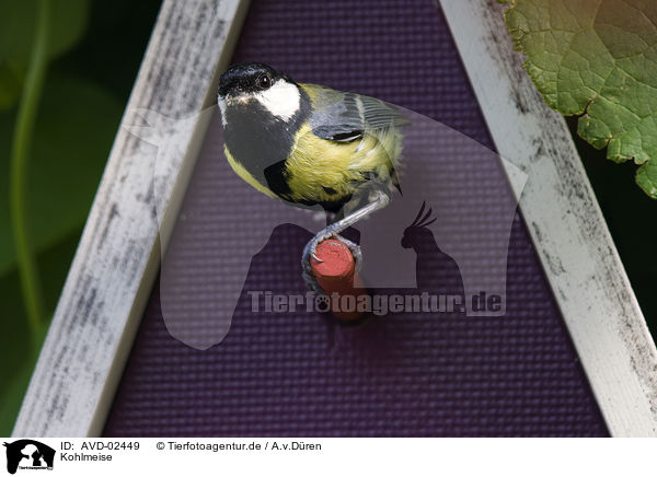 Kohlmeise / great tit / AVD-02449