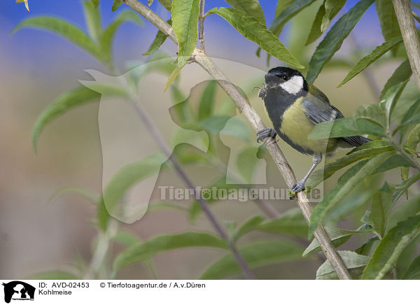 Kohlmeise / great tit / AVD-02453