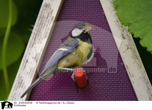 Kohlmeise / great tit / AVD-02459