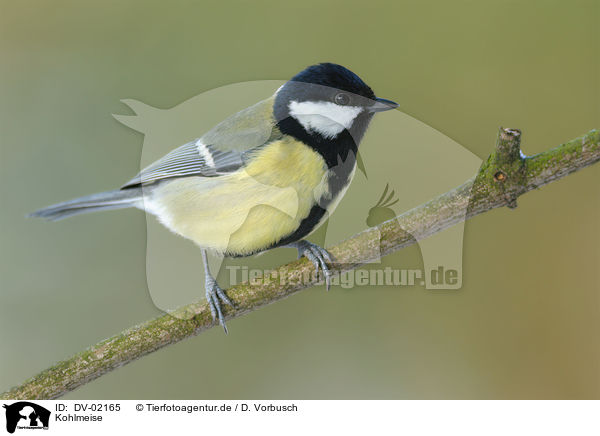 Kohlmeise / great tit / DV-02165