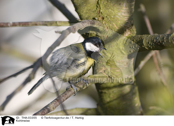 Kohlmeise / great tit / THA-03355