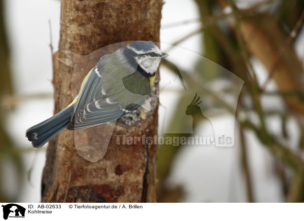 Kohlmeise / great tit / AB-02633