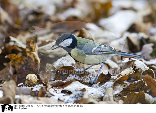 Kohlmeise / great tit / MBS-08833