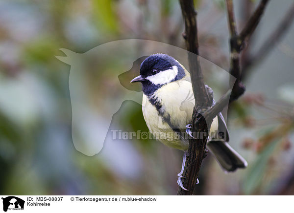 Kohlmeise / great tit / MBS-08837