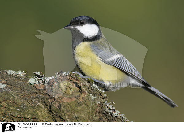 Kohlmeise / great tit / DV-02715