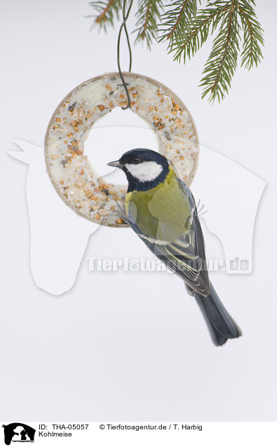 Kohlmeise / great tit / THA-05057