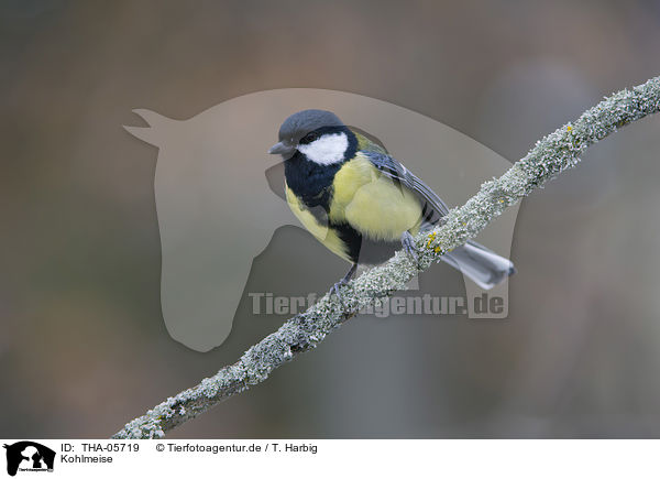 Kohlmeise / great tit / THA-05719