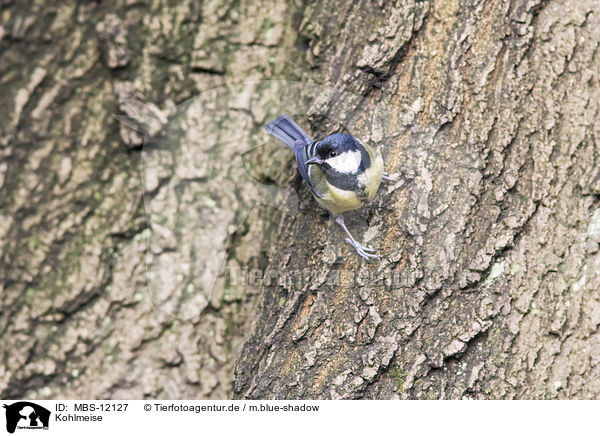 Kohlmeise / great tit / MBS-12127