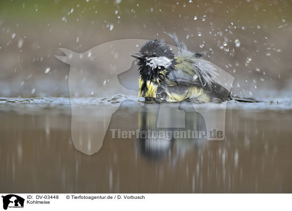 Kohlmeise / great tit / DV-03448