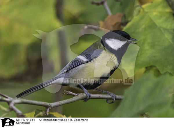 Kohlmeise / great tit / HB-01851