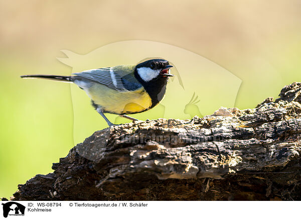 Kohlmeise / Great tit / WS-08794