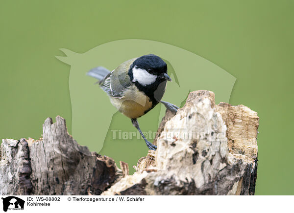 Kohlmeise / Great tit / WS-08802