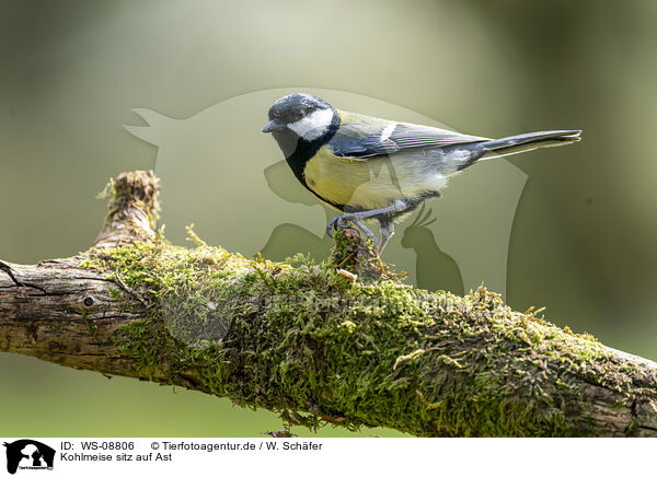 Kohlmeise sitz auf Ast / Great tit sits on branch / WS-08806