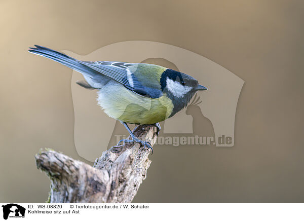 Kohlmeise sitz auf Ast / Great tit sits on branch / WS-08820