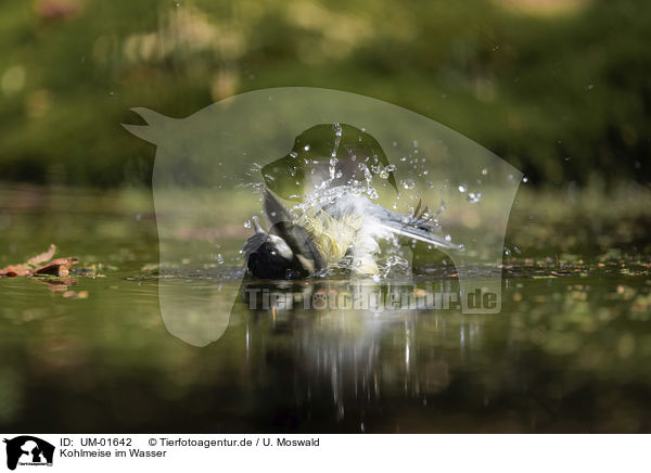 Kohlmeise im Wasser / Great Titmouse in the water / UM-01642