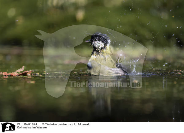 Kohlmeise im Wasser / Great Titmouse in the water / UM-01644