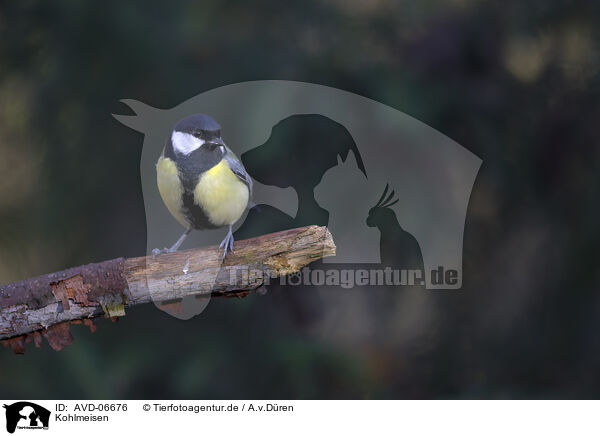 Kohlmeisen / great tit / AVD-06676