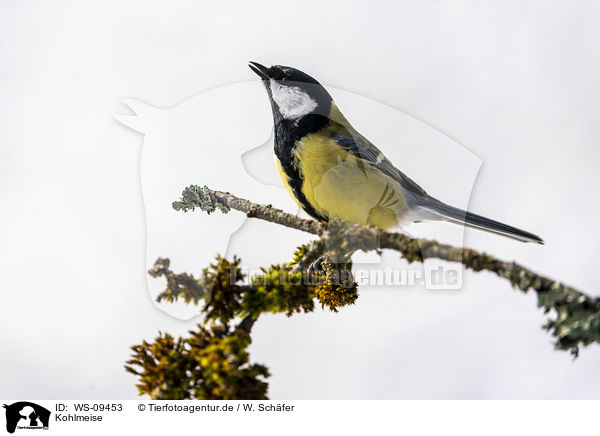 Kohlmeise / great tit / WS-09453