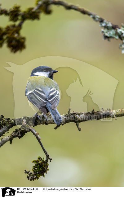 Kohlmeise / great tit / WS-09458