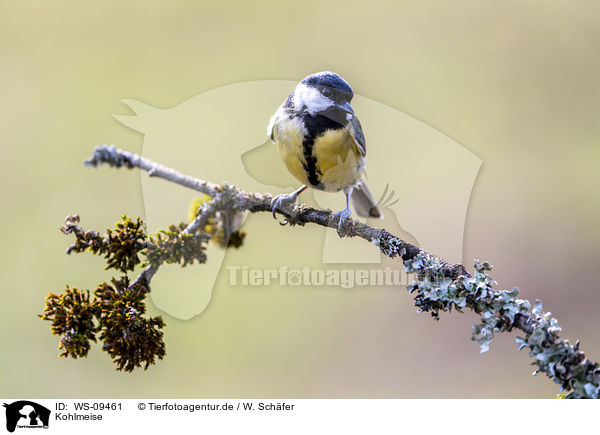 Kohlmeise / great tit / WS-09461