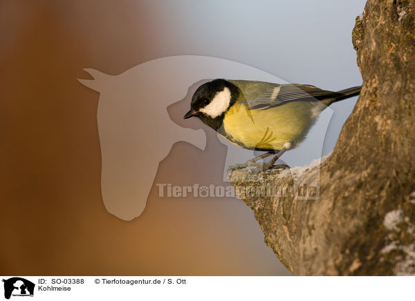 Kohlmeise / great tit / SO-03388