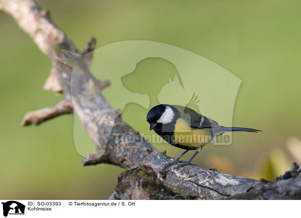Kohlmeise / SO-03393